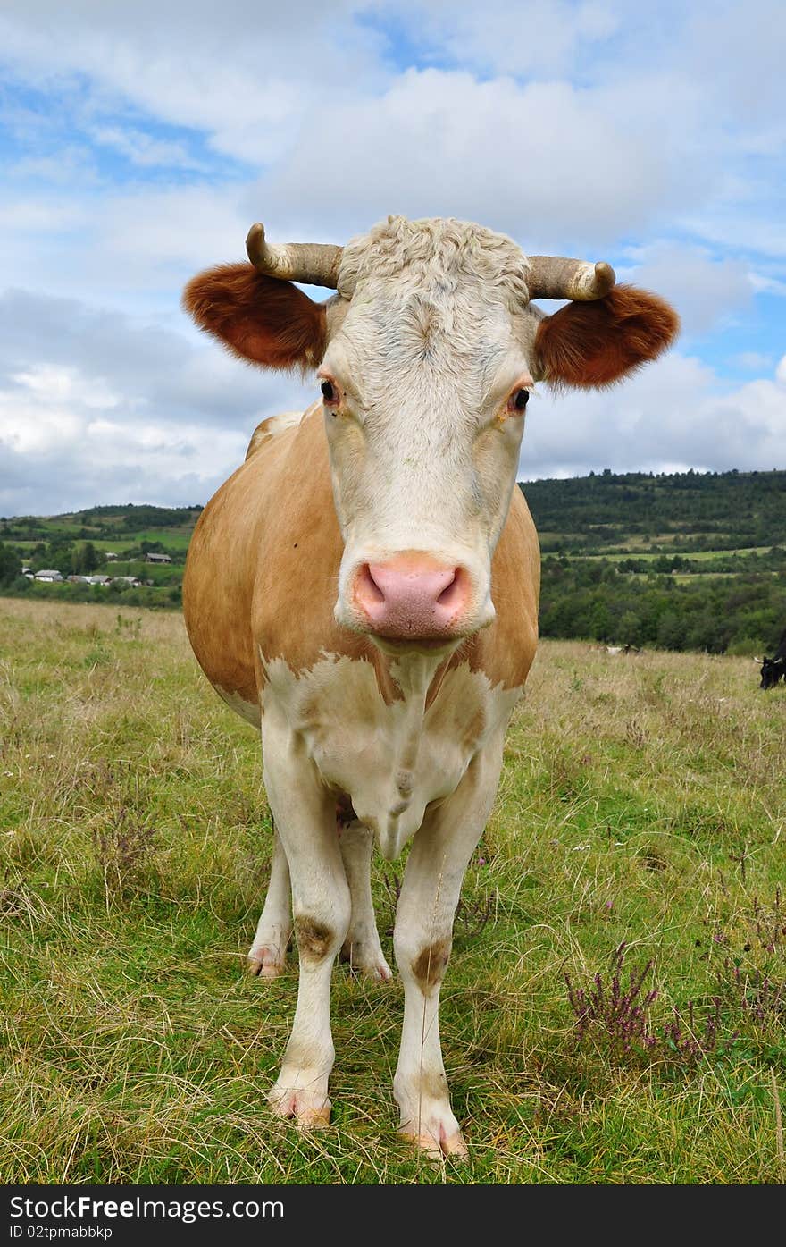 A cow on a summer pasture in a rural landscape under clouds. A cow on a summer pasture in a rural landscape under clouds