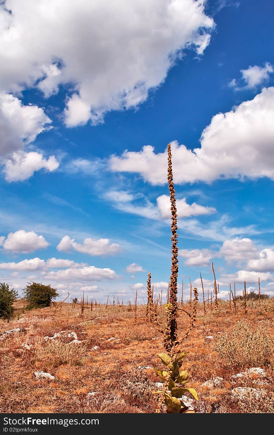 Verbascum thapsus growing on the plateau Karabi in Crimea