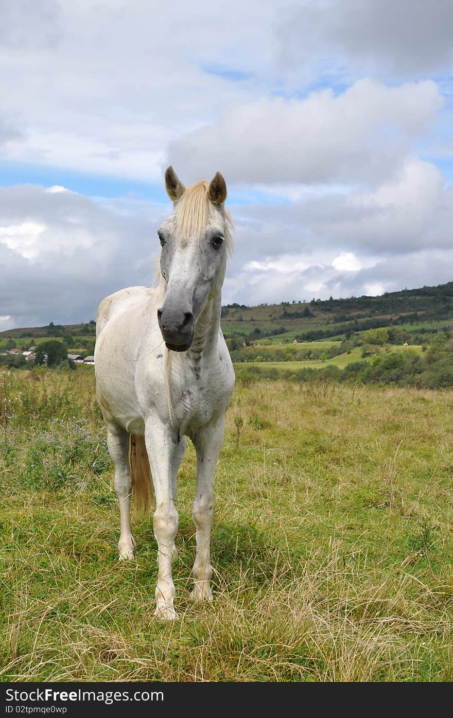 Horse on a summer pasture.