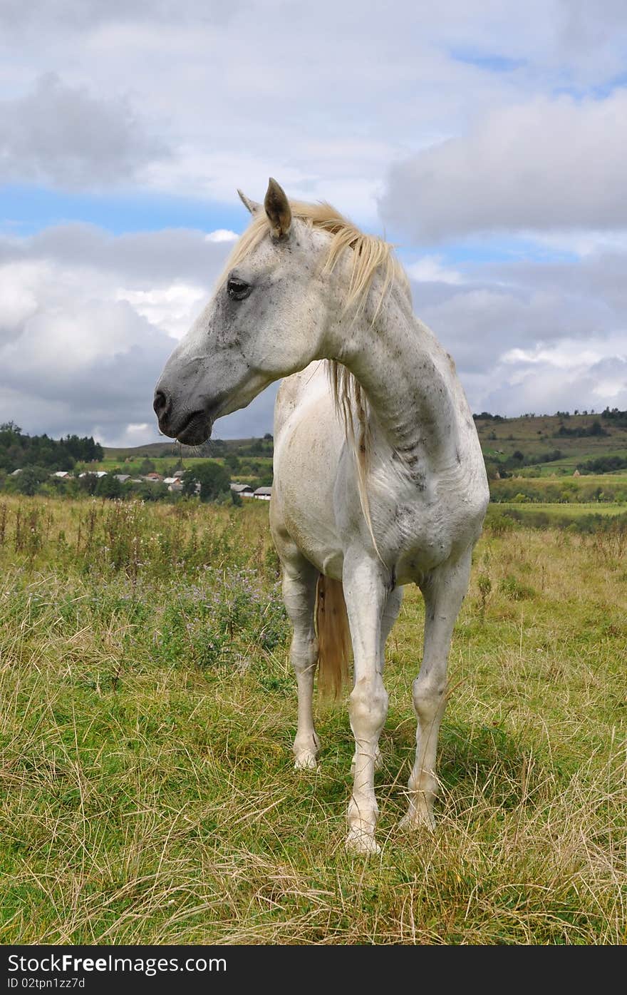 Horse on a summer pasture.