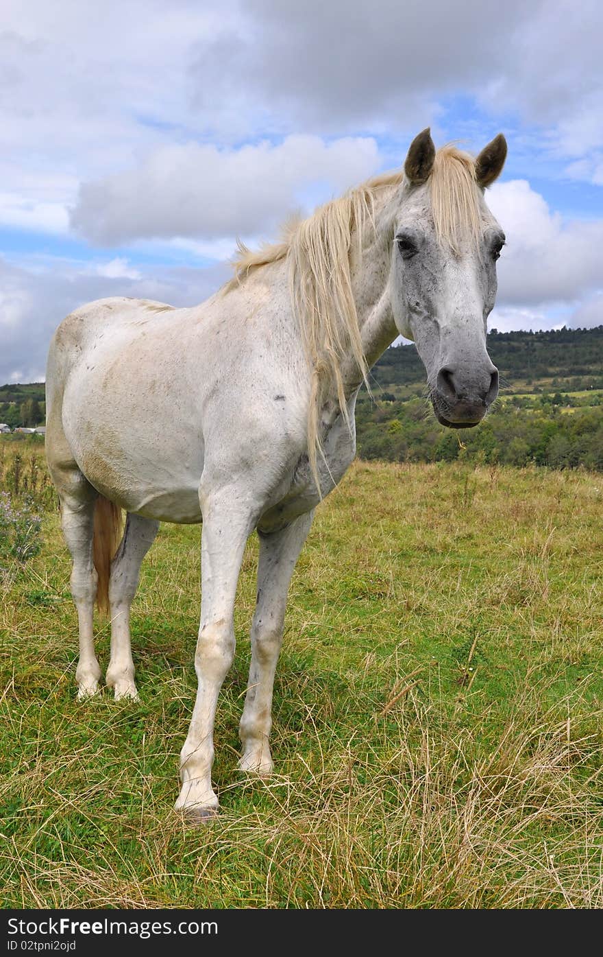 Horse on a summer pasture.