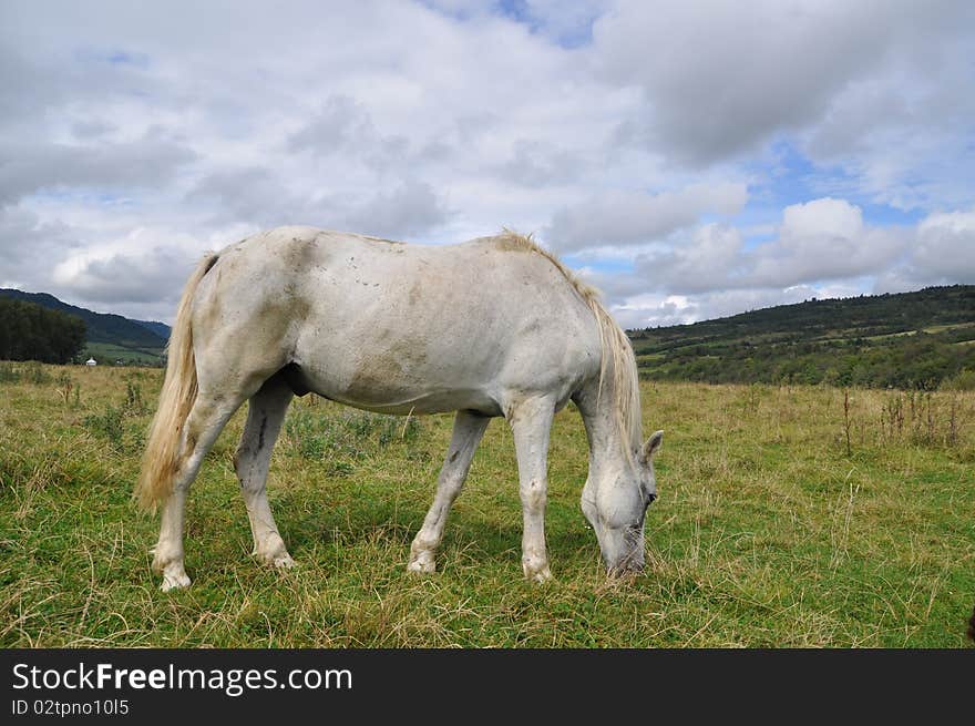 Horse on a summer pasture.