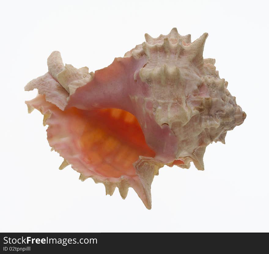 Sea shell on white background