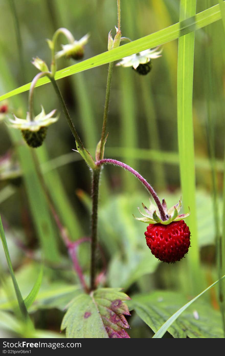 The berry of wild wild strawberry grows in a grass. The berry of wild wild strawberry grows in a grass.