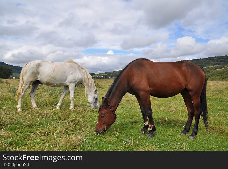 Horses on a summer pasture.