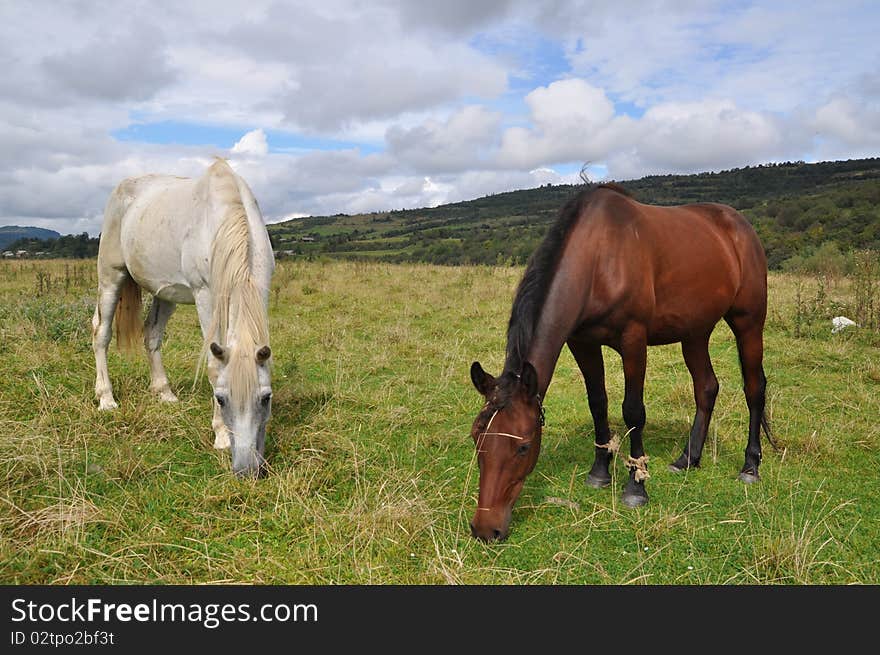 Horses on a summer pasture.