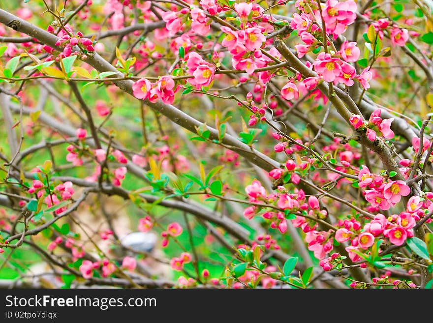 Pink flowers of an Oriental cherry on branches with green leaves