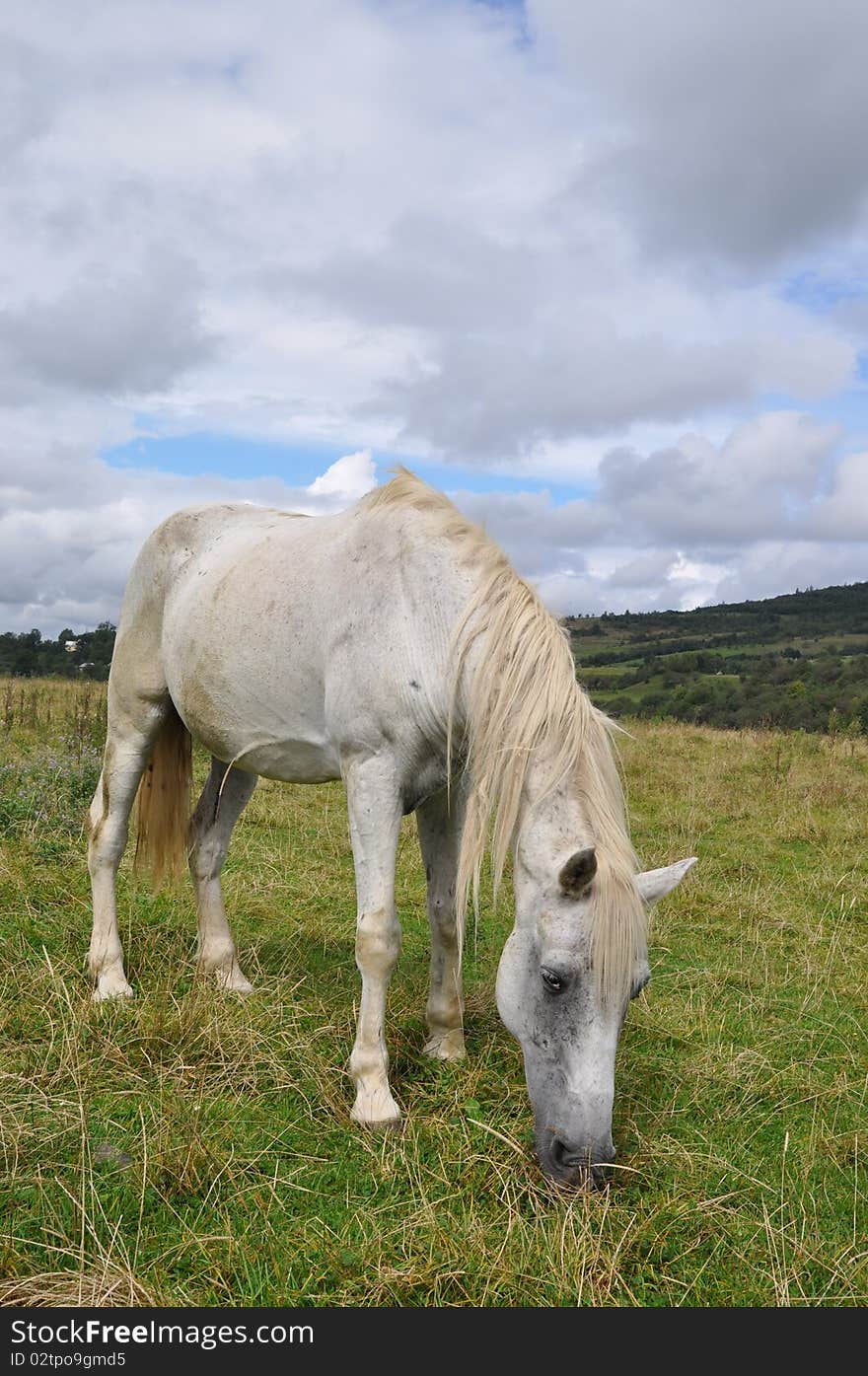 Horse on a summer pasture.