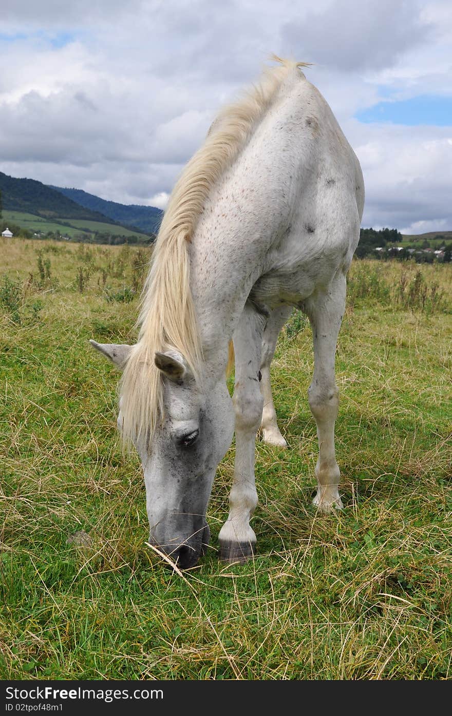 Horse on a summer pasture.