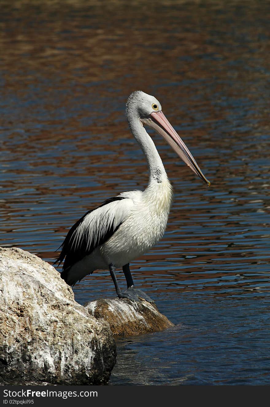 Pelican standing on a rock in the water. Pelican standing on a rock in the water.