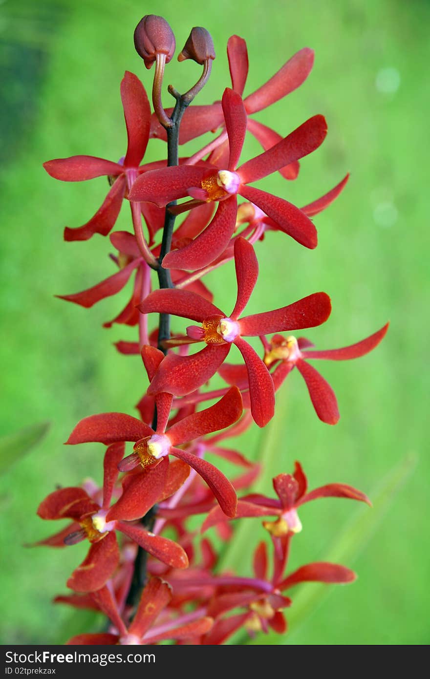 Orchids of high-mountainous Borneo. Exotic natural flowers of Borneo. Colours of a life to Borneo. Orchids of high-mountainous Borneo. Exotic natural flowers of Borneo. Colours of a life to Borneo.