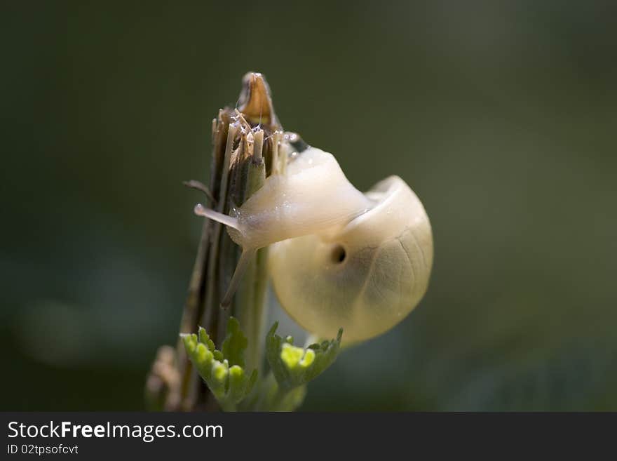 A little snail in early morning sunshine glittering and translucent get rid of appears. A little snail in early morning sunshine glittering and translucent get rid of appears