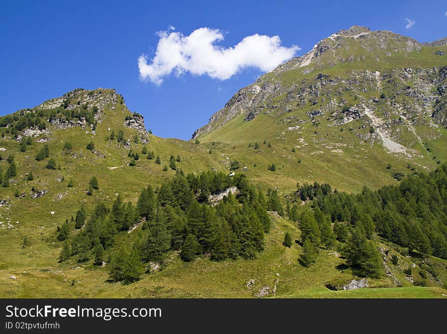 Mountain pine forest and blue sky