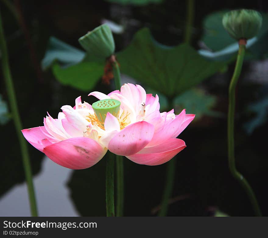 Lotus flower in a garden