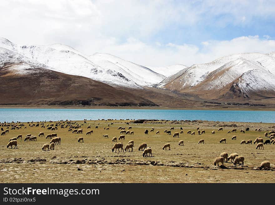 Sheeps walking along the lake and snow mountain. Sheeps walking along the lake and snow mountain