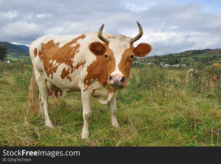 A cow on a summer pasture in a rural landscape under clouds.