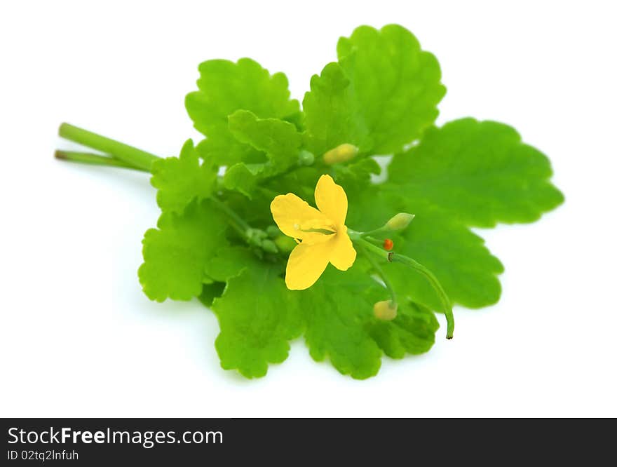 Blossoming Greater Celandine