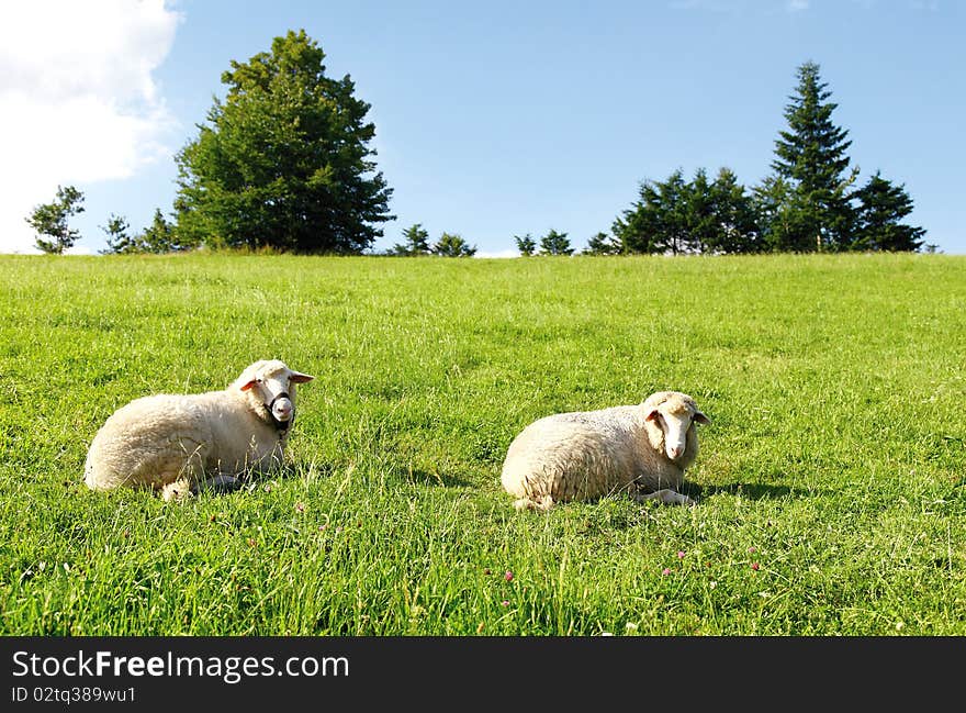 Two sheep on green grass