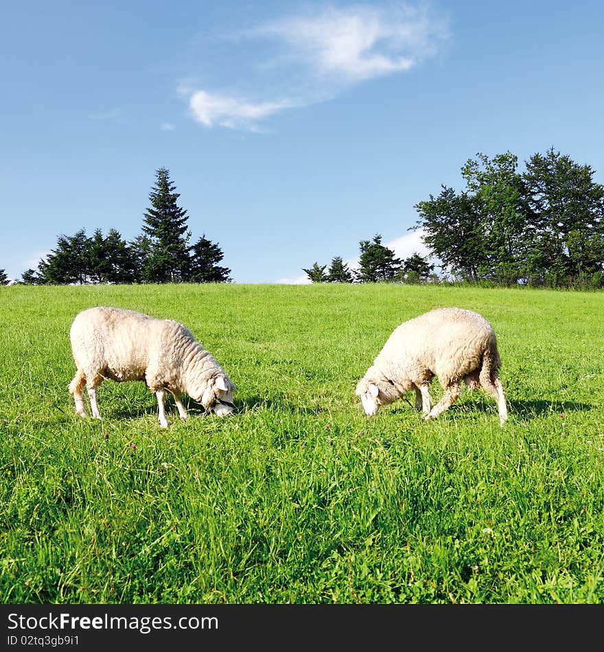 Two sheep in fresh green meadow. Two sheep in fresh green meadow