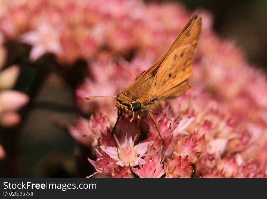 Tawny-edged Skipper