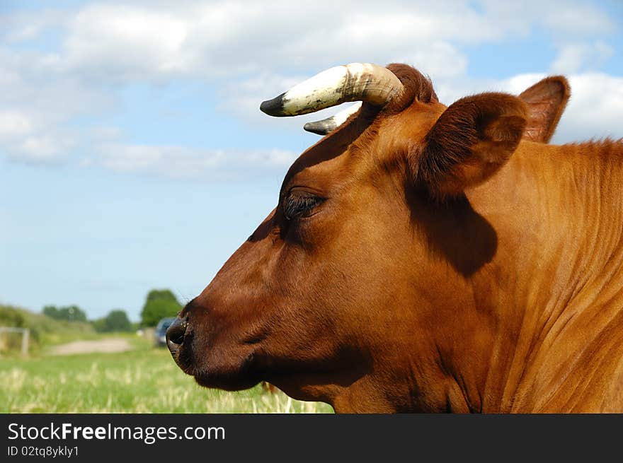 Cow Face