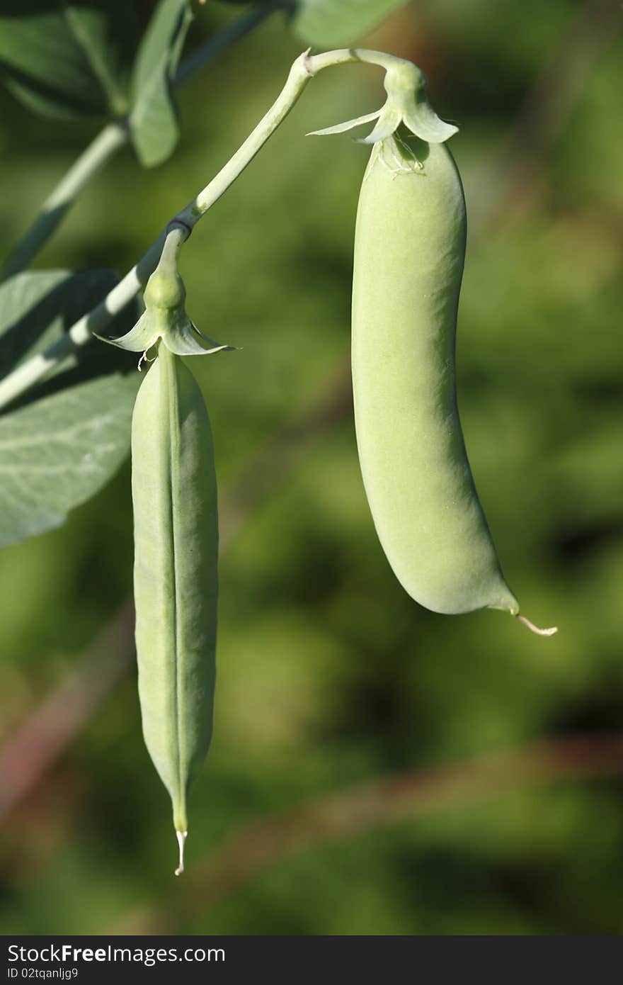 The peas grow in the garden. The peas grow in the garden