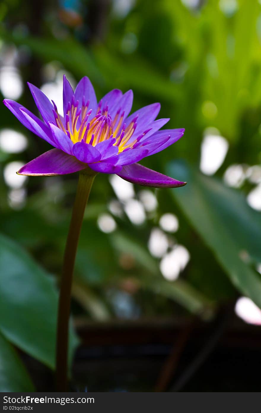 Purple or Violet Lotus natural of Thailand. Purple or Violet Lotus natural of Thailand