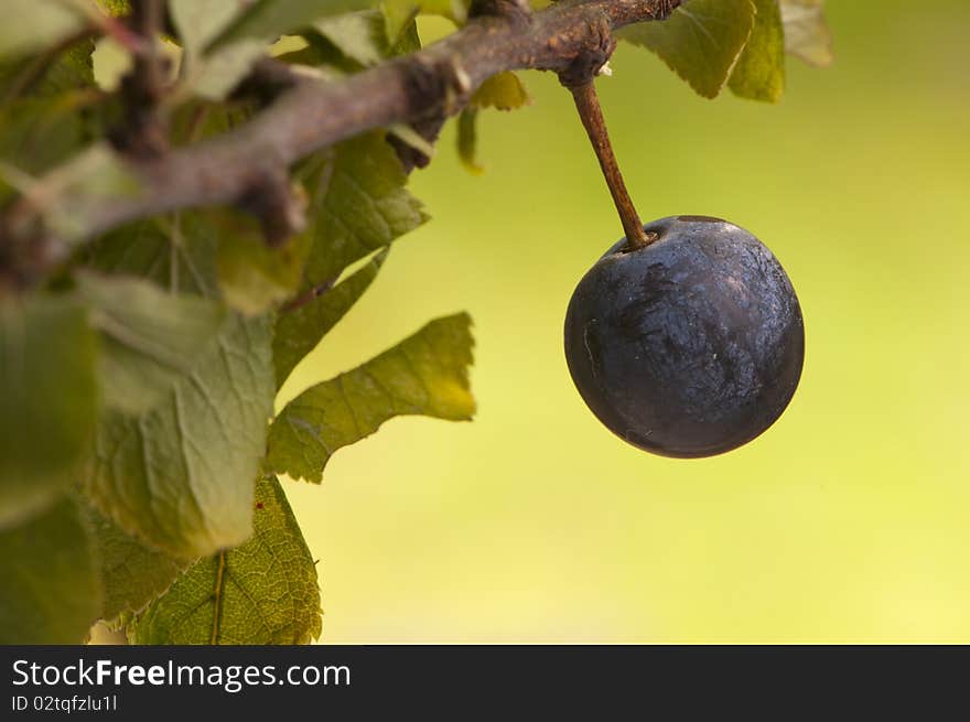 Blackthorn Ripens Fruit In Autumn