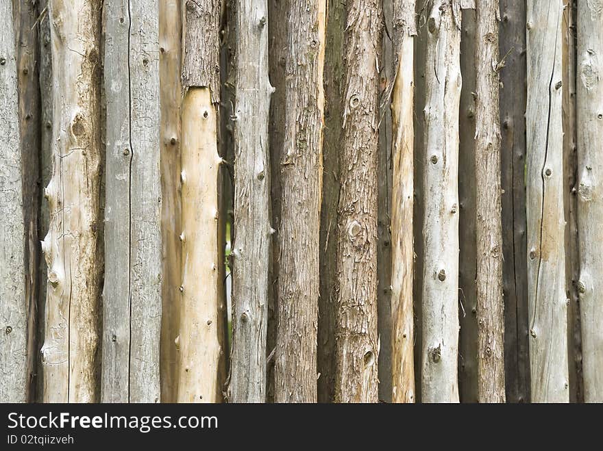 Bare Tree Trunk