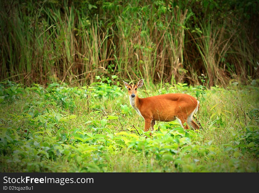 Young dear in forest