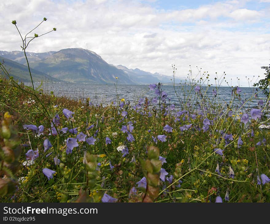 Norwegian fjord seen from a flowery meadow