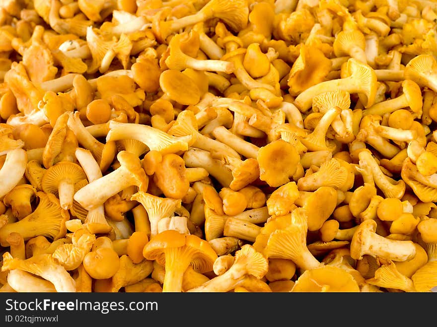 Edible mushrooms of the chanterelle mushroom