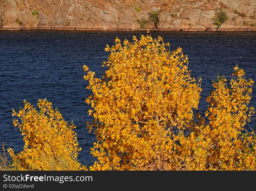 Yellow Tree