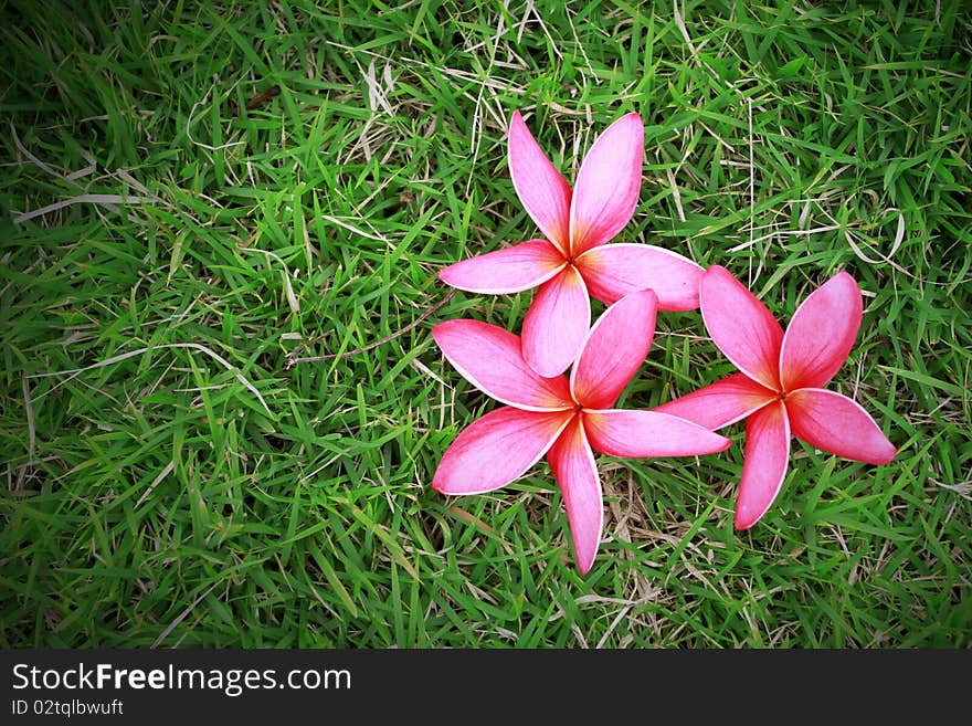 Pink Plumeria