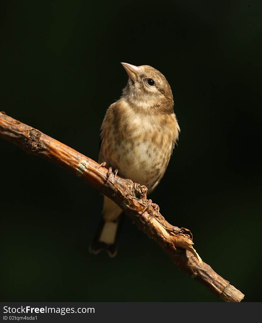 Goldfinch