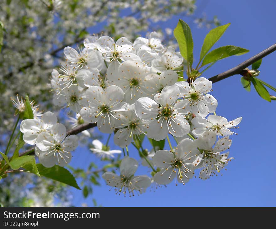 Flowering cherry