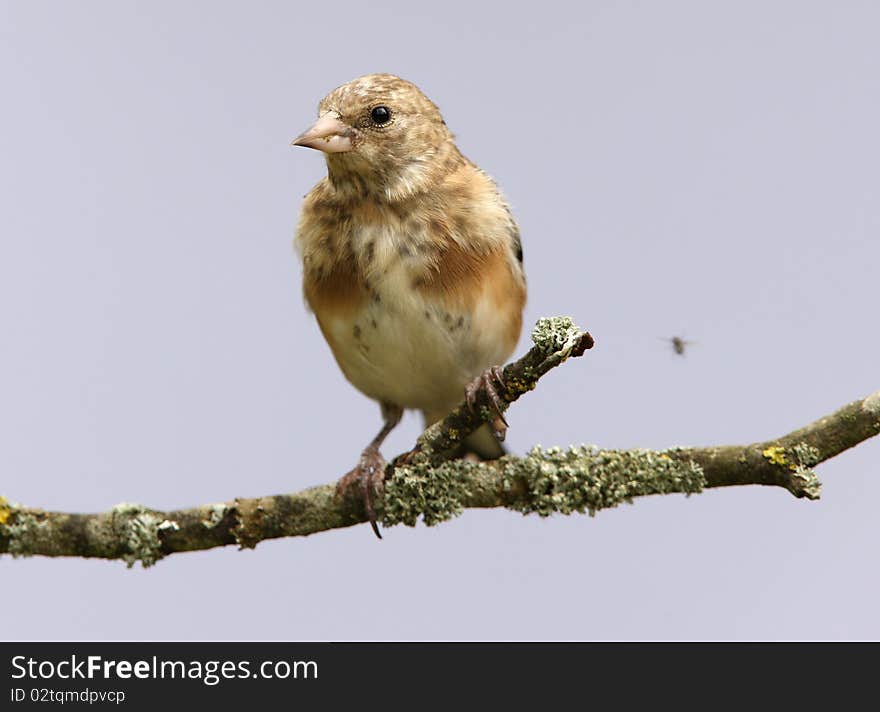 Goldfinch