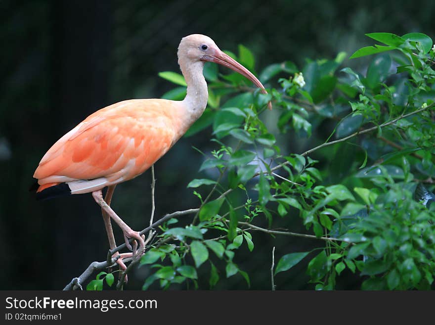 The Pink flamingo