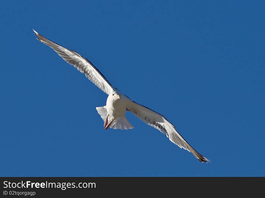 Seagull