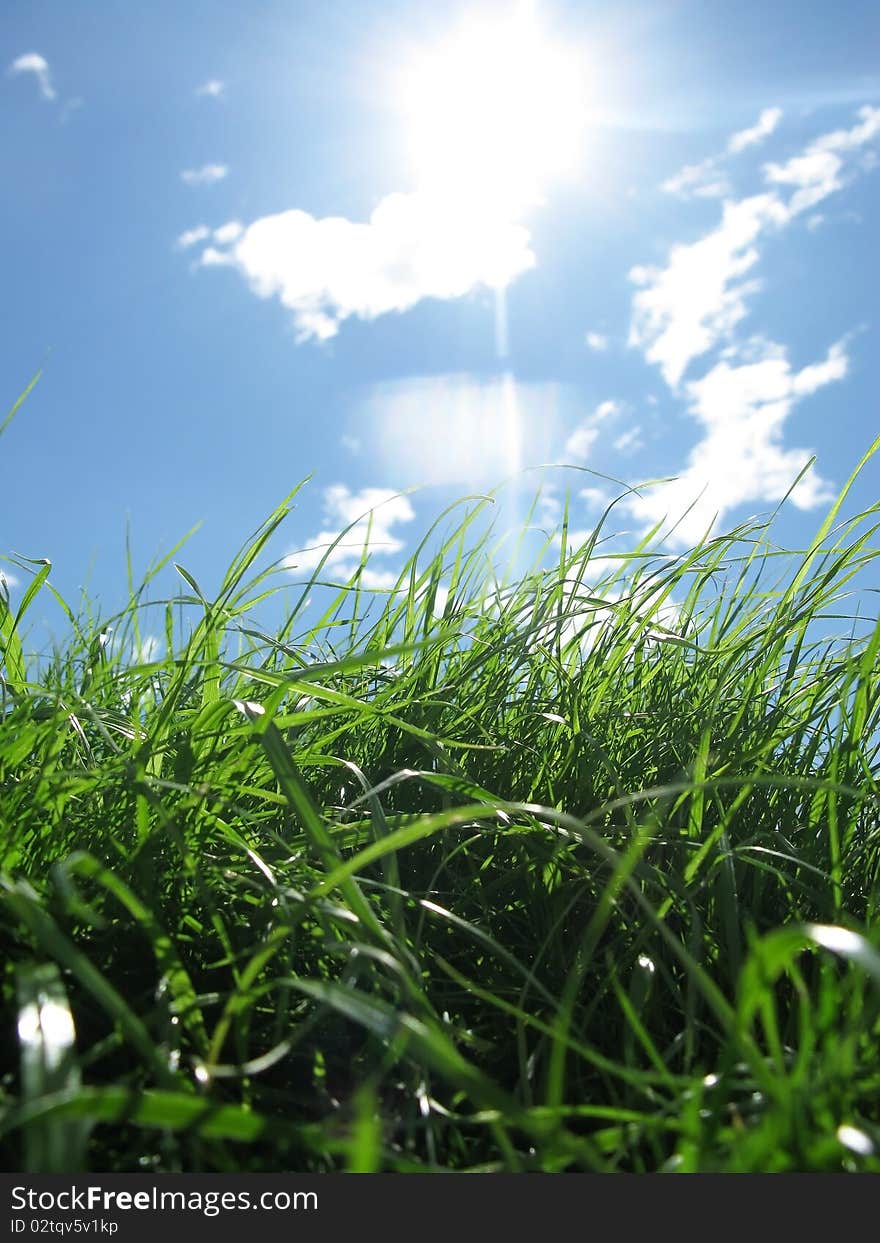 Green grass on background blue sky with the sun