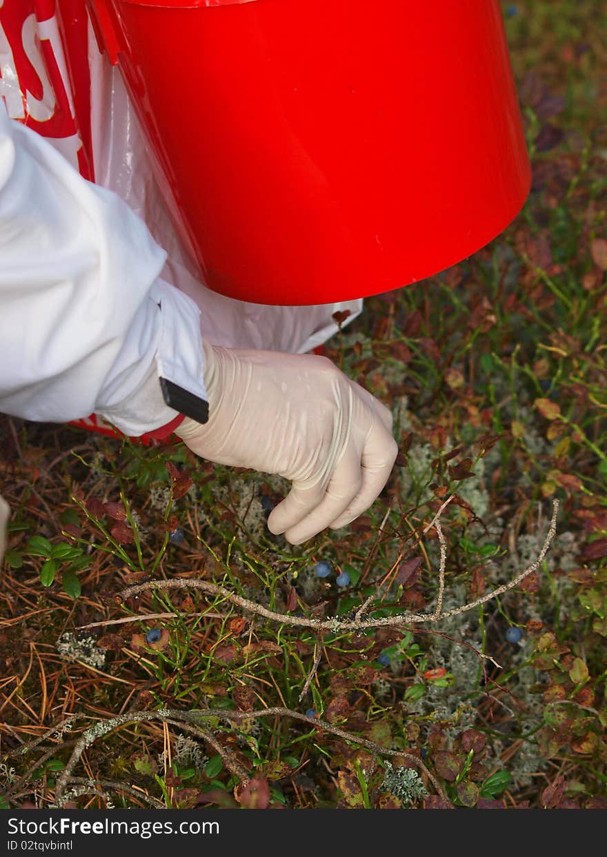 Lady picking cranberries