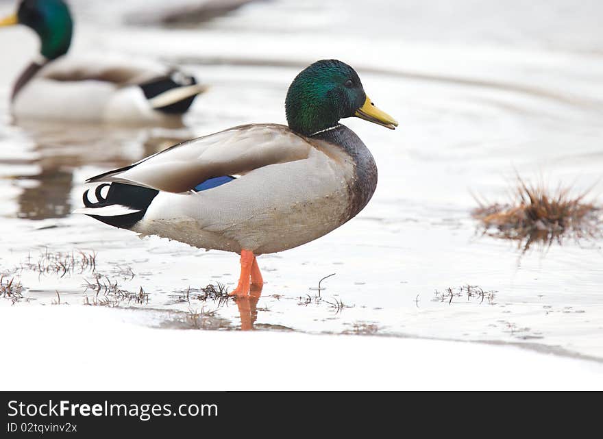 Mallard Ducks