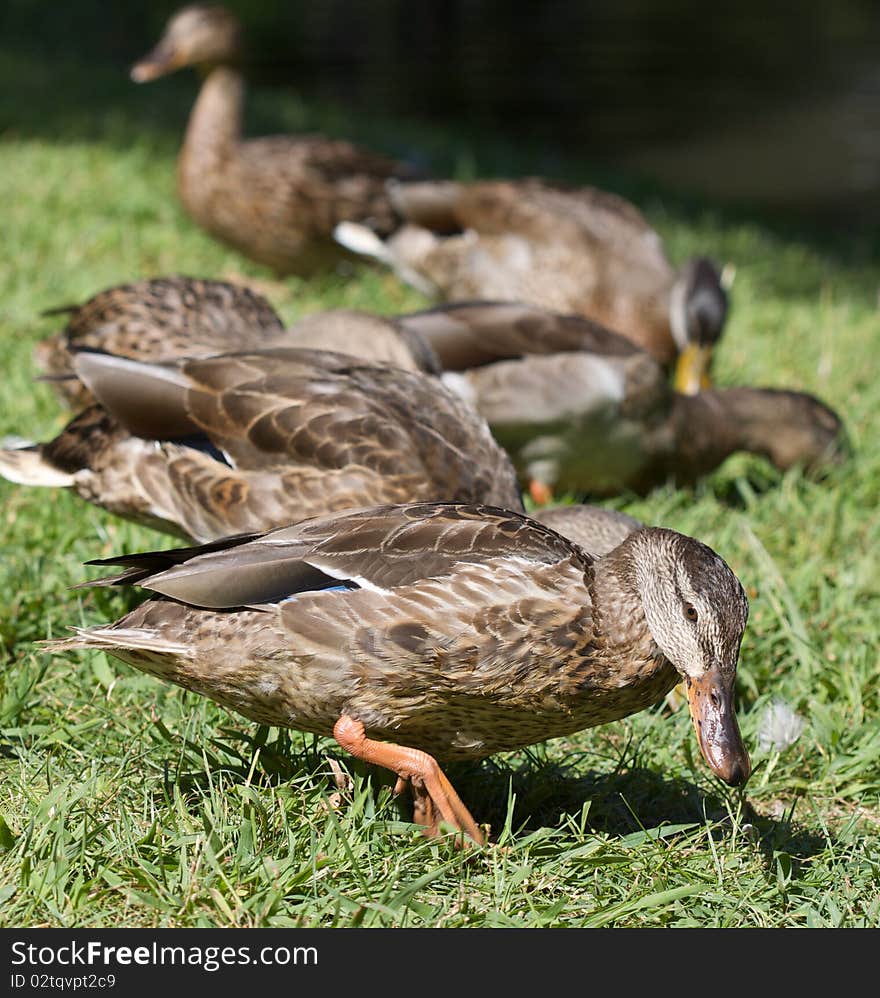 Mallard Ducks