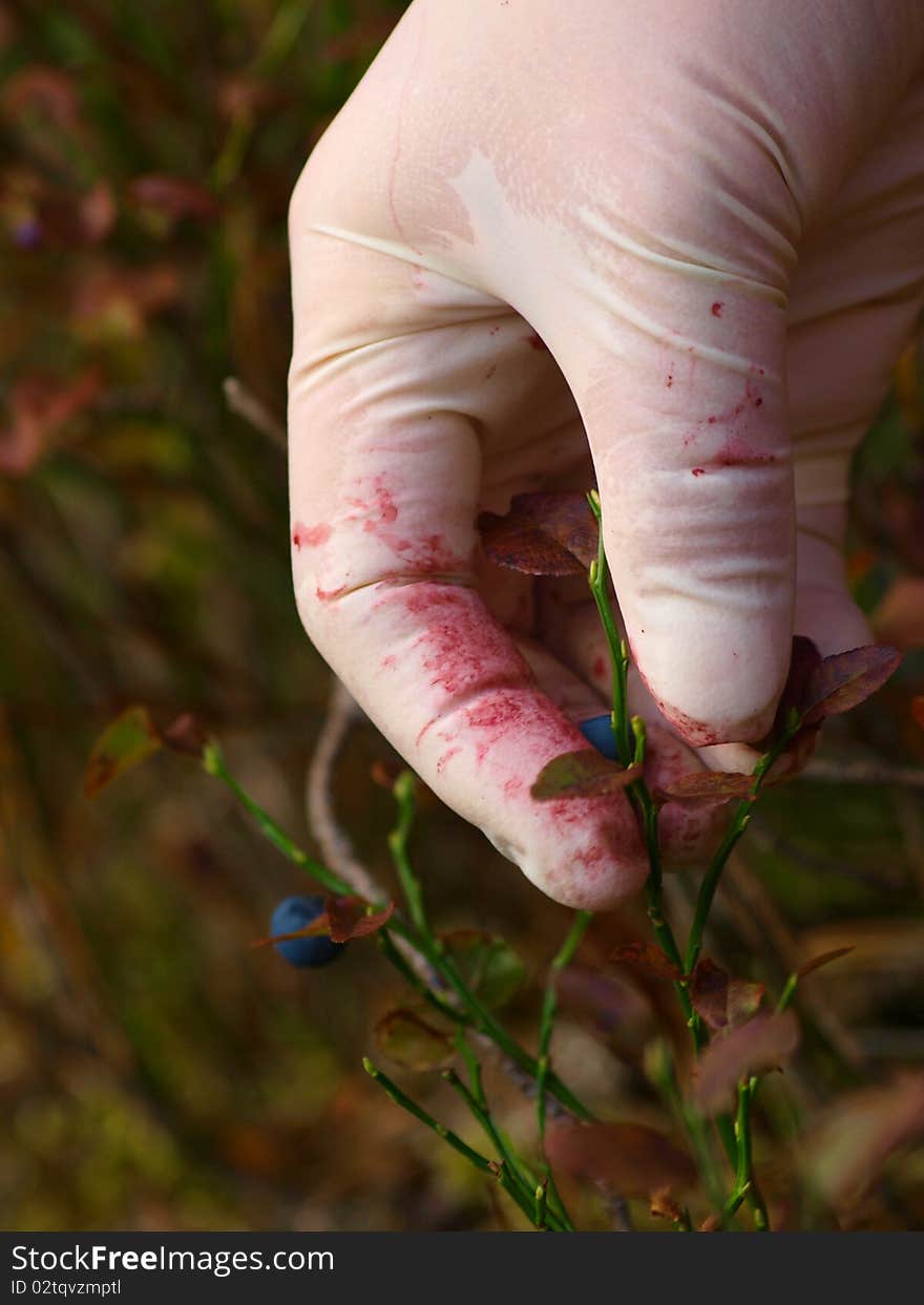 Lady Picking Cranberries