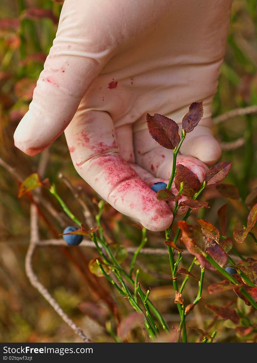 Lady picking cranberries