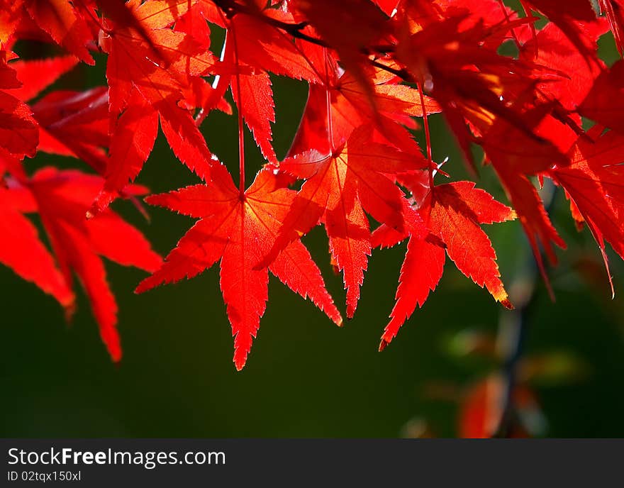 Red maple leaves in backlight. Red maple leaves in backlight