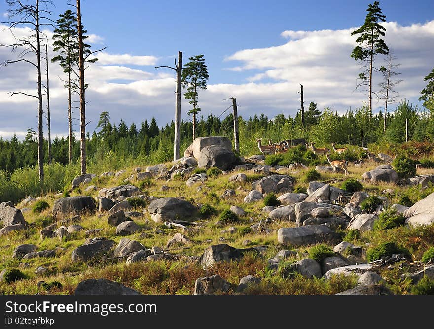 A group of deers on a rock hill. A group of deers on a rock hill