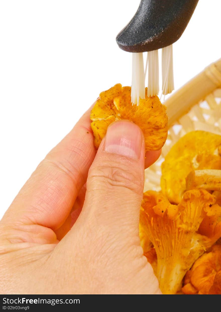 Hand cleaning fresh chanterelle mushroom.