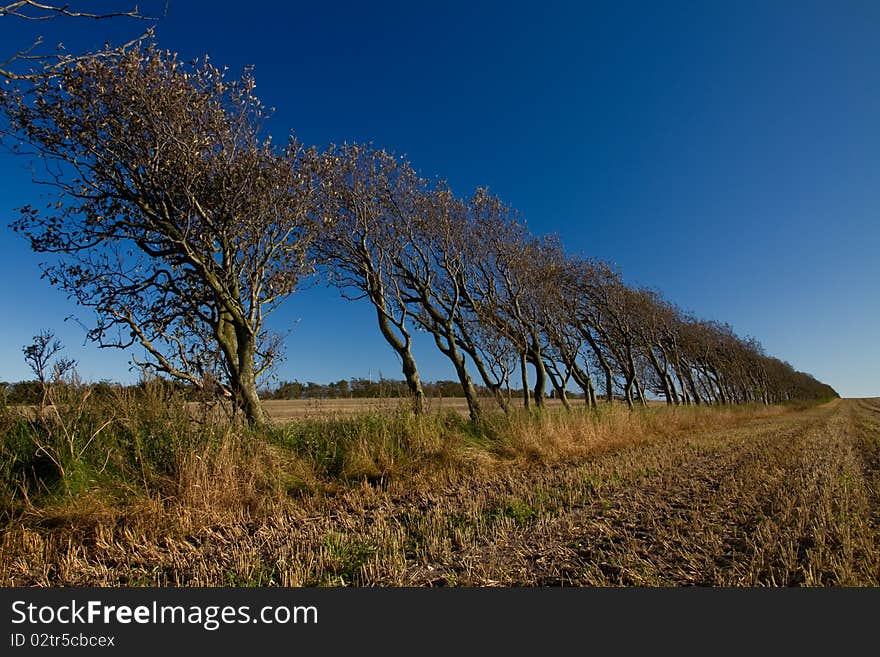 Alley with obliqued trees in Denmark. Alley with obliqued trees in Denmark