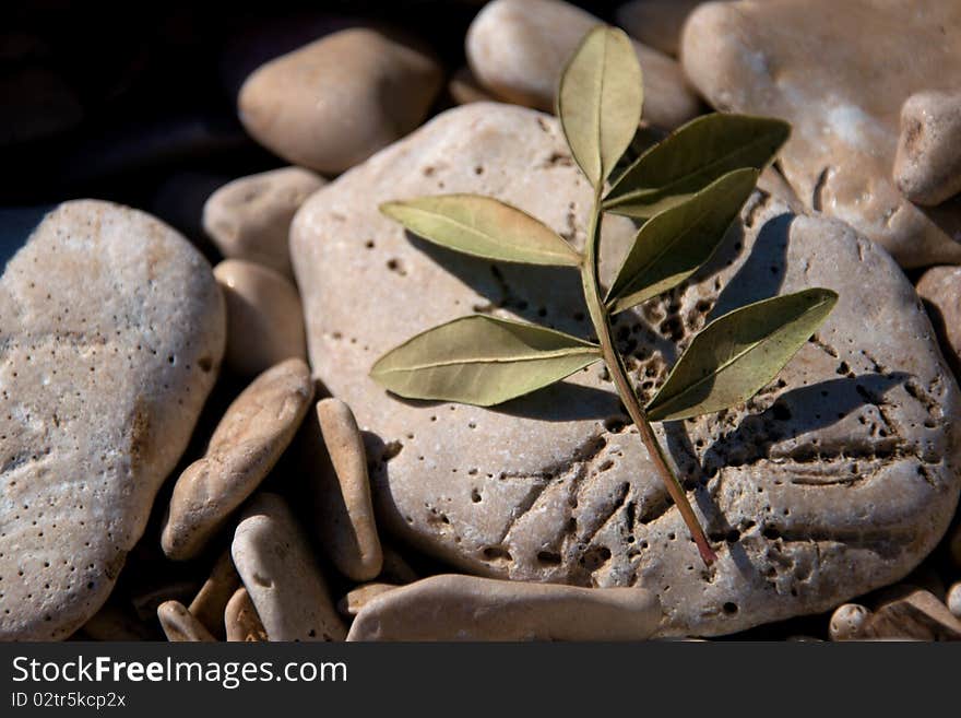 Small olive branch lying on rocks